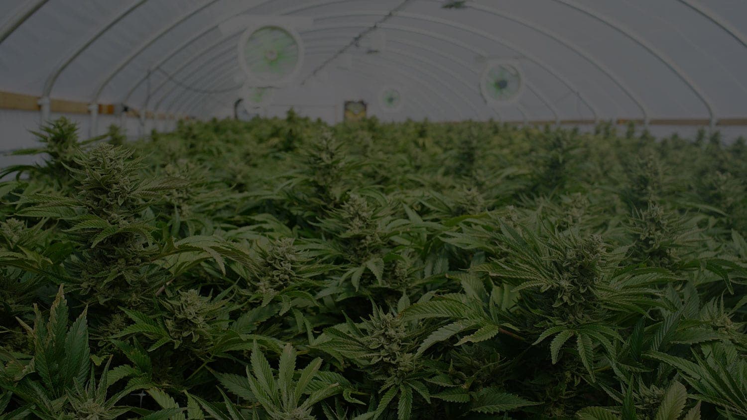 CBD SEO Services