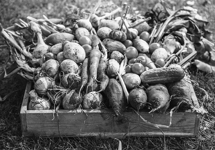 Gardening eCommerce SEO case study — organic growth results
