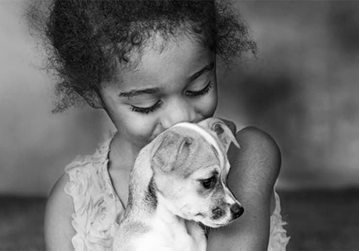 Pet brand SEO