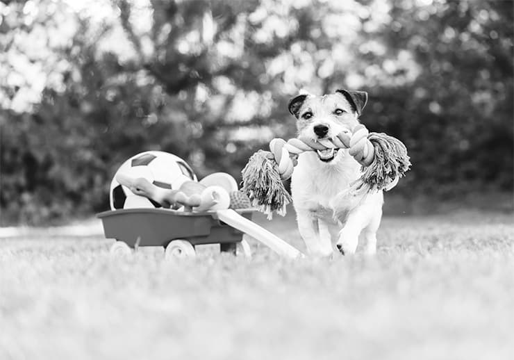 Shopping & PMax pet supplies PPC