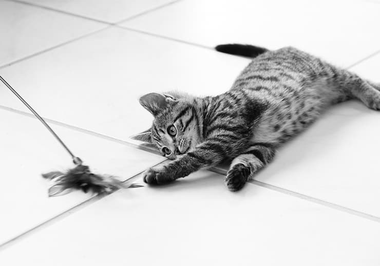 Retargeting & Subscription pet supplies PPC