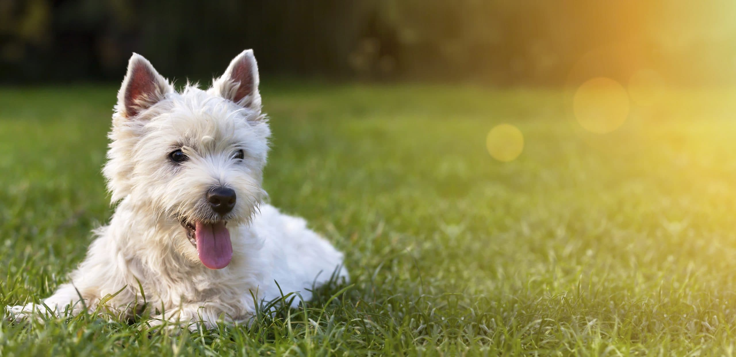 Pet Supplies PPC Agency