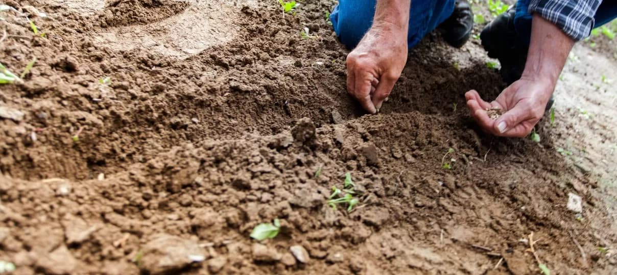 Gardening SEO: Tips for Success