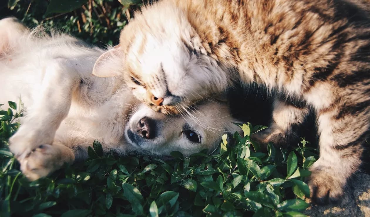 Pet store SEO: Sell more pet products with these tips